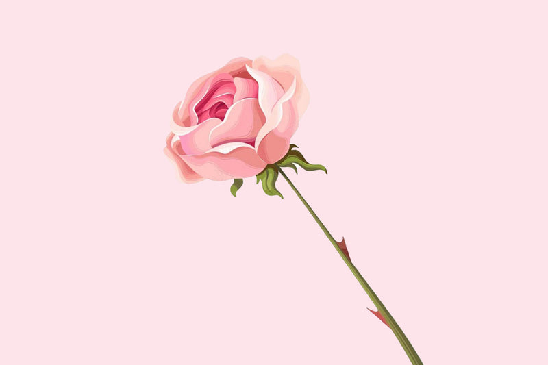 pink rose